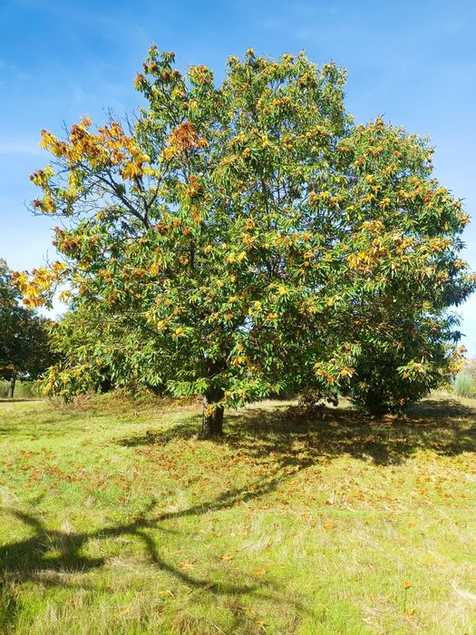 Vendo castanha Judia origem Trás os Montes