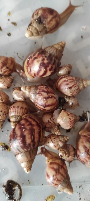 Улитка ахатина, 3 подрощенные на лот, равлик Ахатина