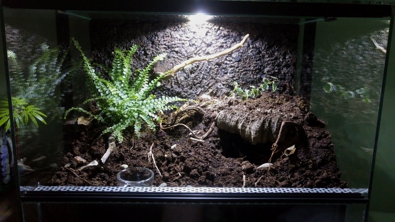 Terraria z wystrojem i oświetleniem na zamówienie