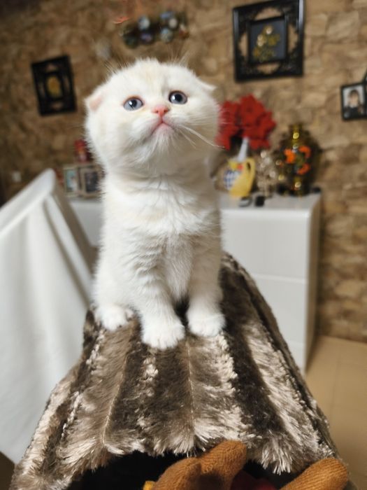 Gatinho Scottish fold