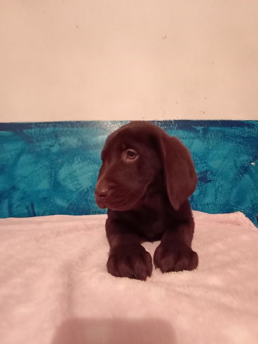 Mam na sprzedanie śliczne labladory