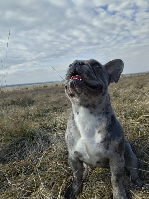 В'ЯЗКА Французький бульдог