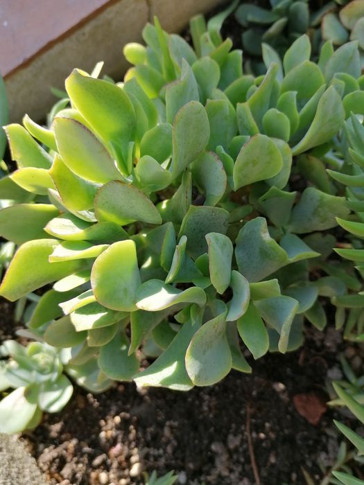 Suculentas em vasos individuais