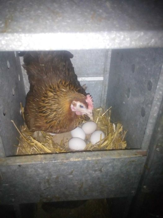 Jajka wiejskie  z wolnego wybiegu