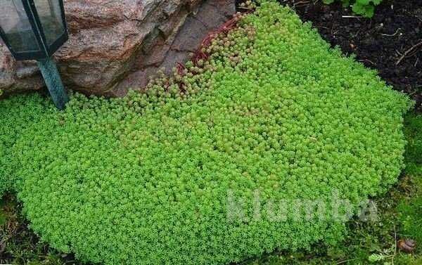 папороть - папоротник садова, сорт Орляк і  Страусине перо