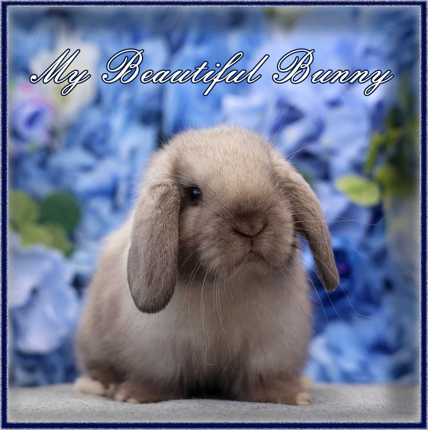 Młody Piękny Królik 100% Mini Lop - Sallander