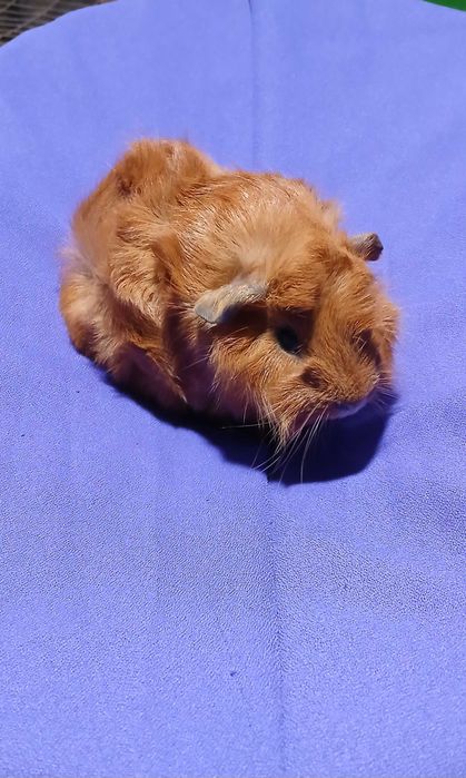 Морська свинка, розетка.