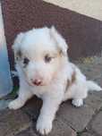 Border Collie piesek red merle