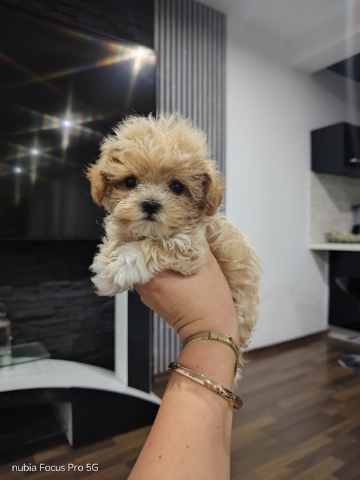 Maltipoo piesek maleńki xxs