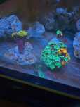 Sprzedam akwarium morskie Red Sea 125L