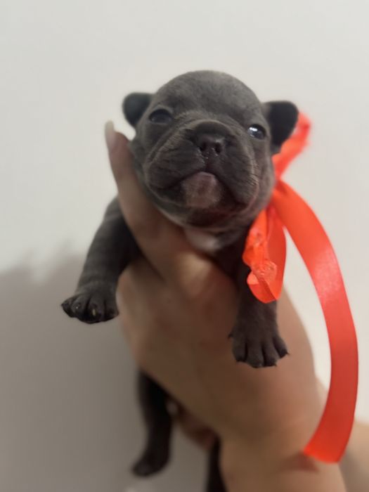 Buldog Francuski chłopiec do Rezerwacji