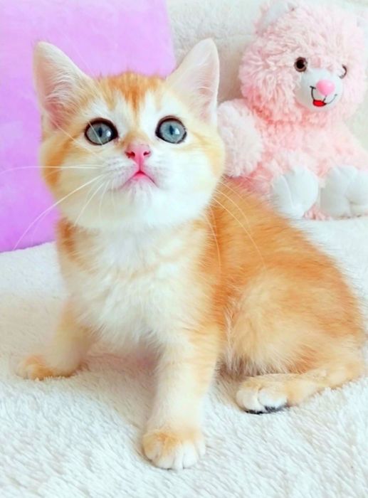 Надзвичайно ніжна зеленоока дівчинка шиншилка