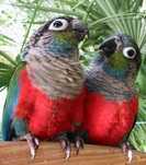 Casal Pyrrhuras Perlata