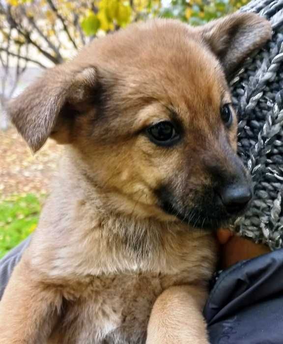 Гарні малята в добрі руки