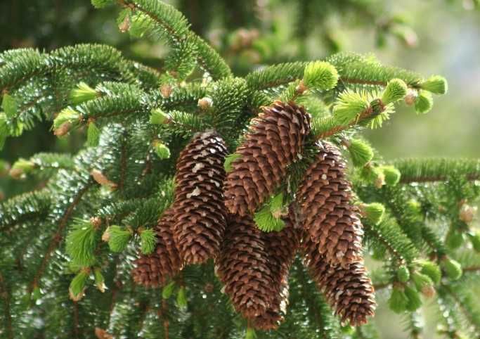 Suche SZYSZKI ŚWIERKOWE do ozdób, stroików