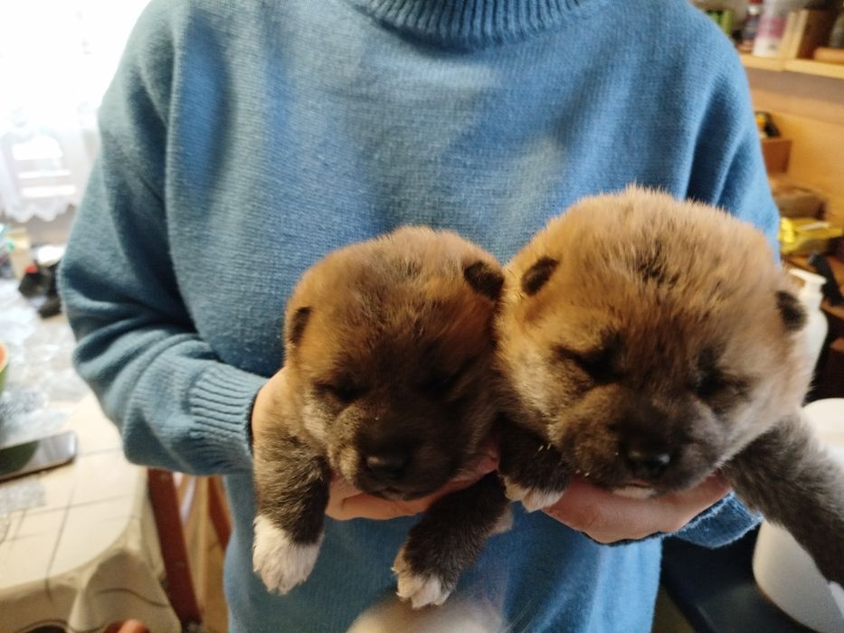 Shiba Inu szczenię pies