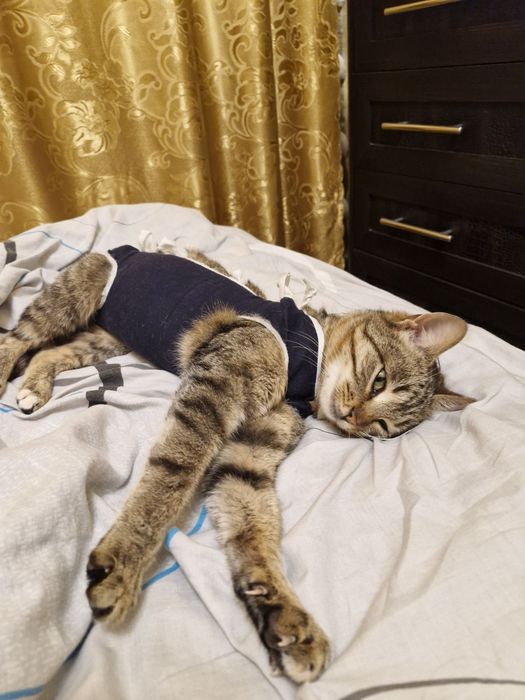 Котята в добрі руки .