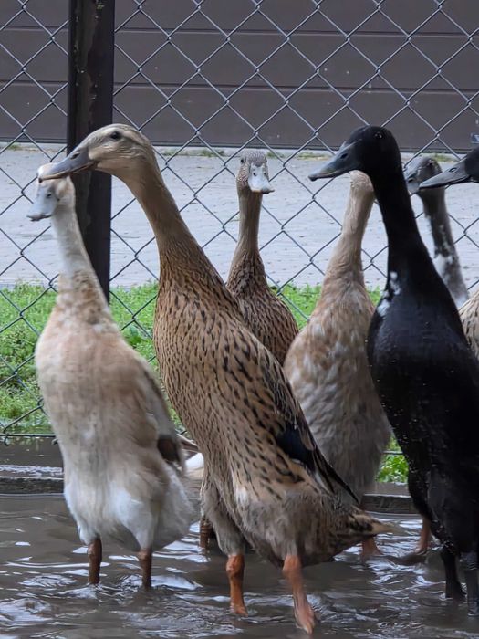 Kaczki i kaczory biegusy