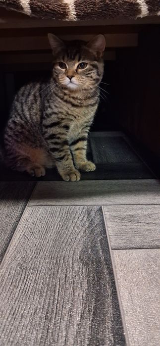 Прямоушки 2 девчульки