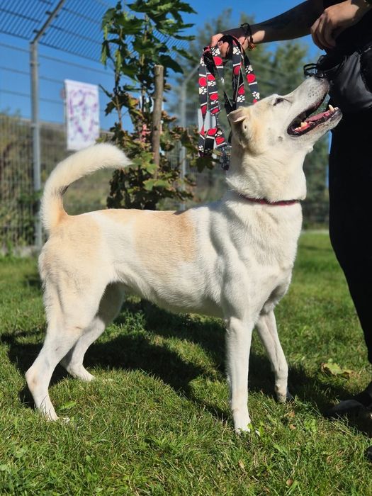 Piękna Samira szuka domu