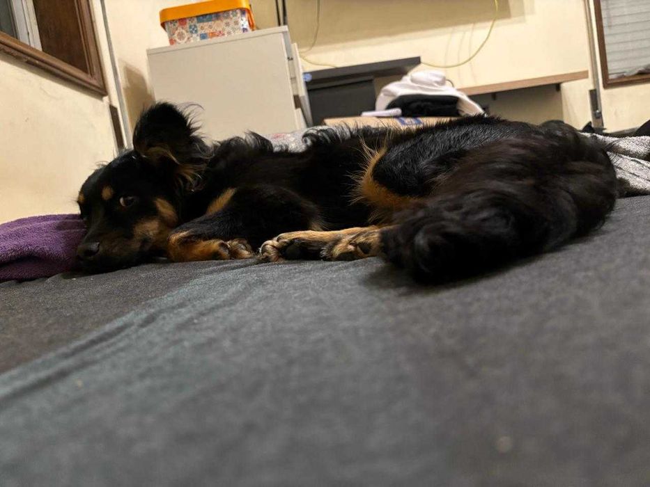 Cadelinha mestiça de 2 anos para adoção.