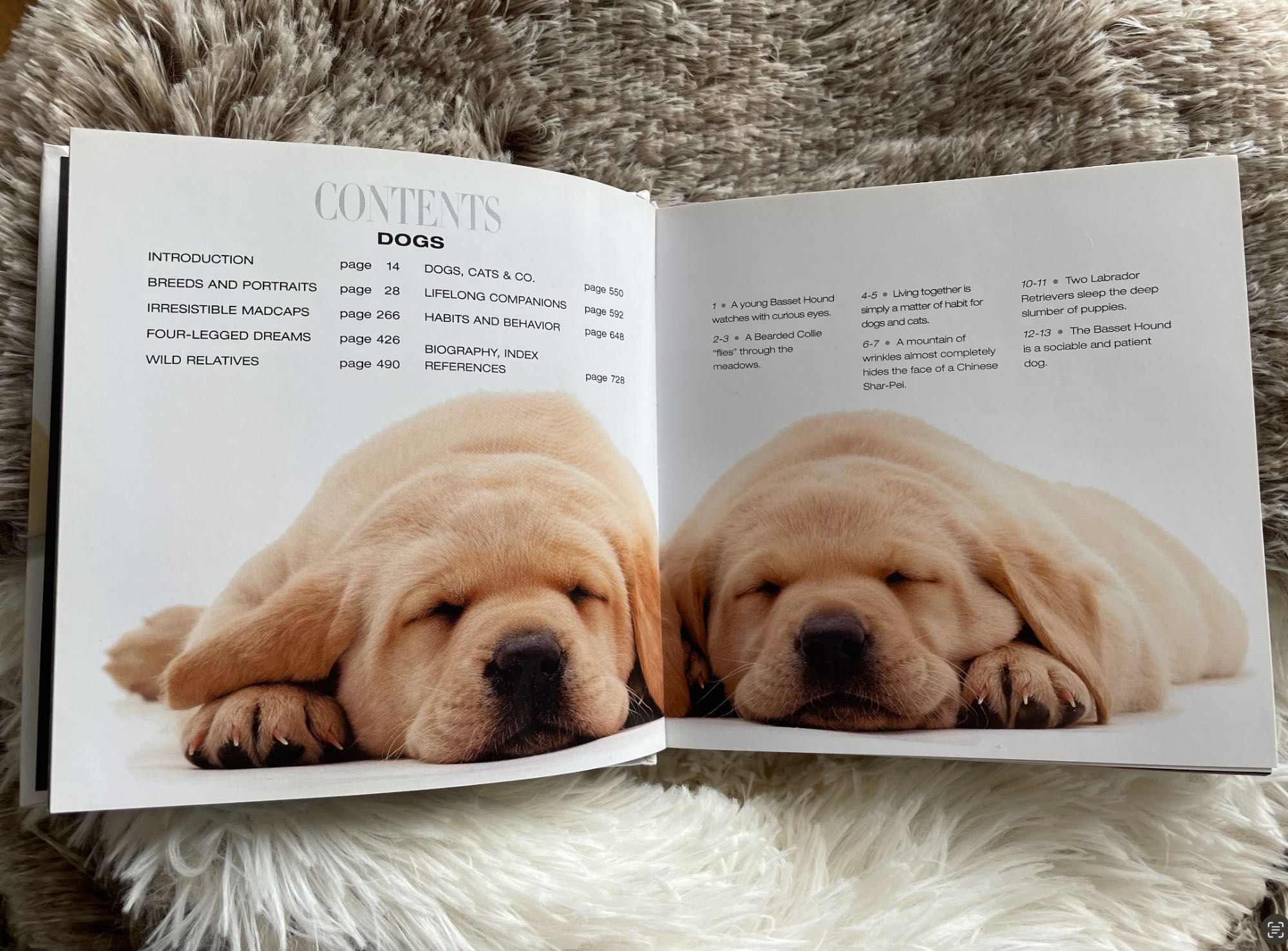 DOGS cube book - livro