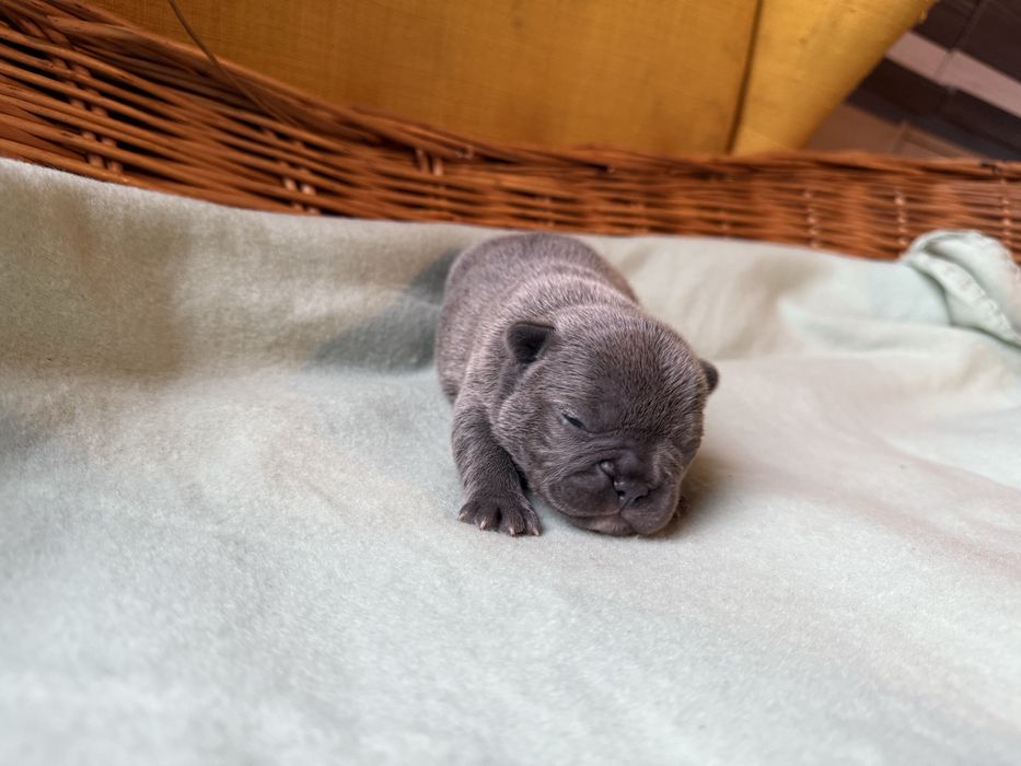 Buldog francuski (dziewczynki )  linia Big-Rope