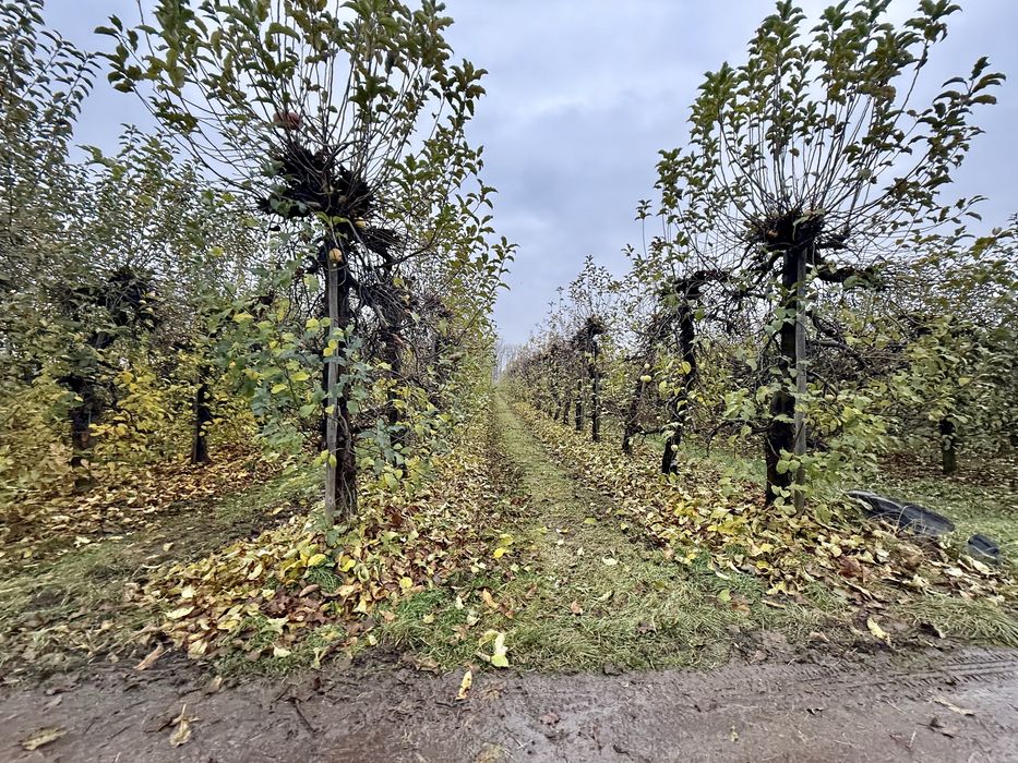 Sprzedam sad,  Ostrołęka