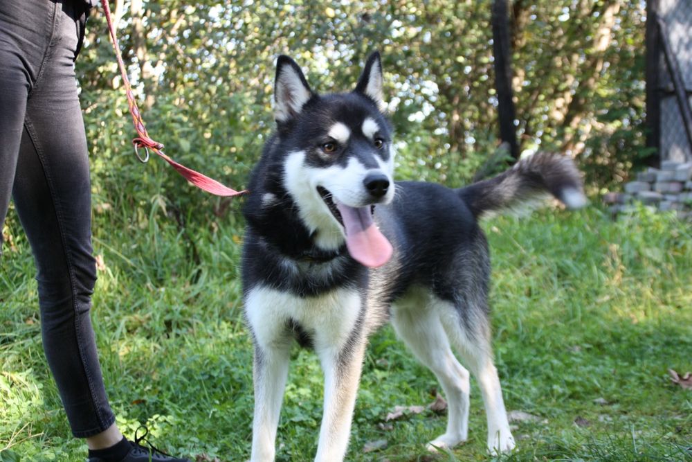 Cosmo w typie husky syberyjski do adopcji. Adopcja darmowa!