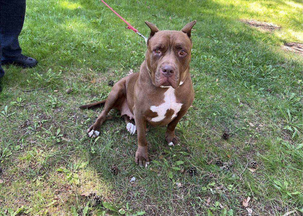 Sunia Coco rasy Pit Bull szuka domku