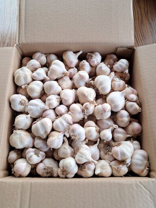 Czosnek polski Jarus 3kg