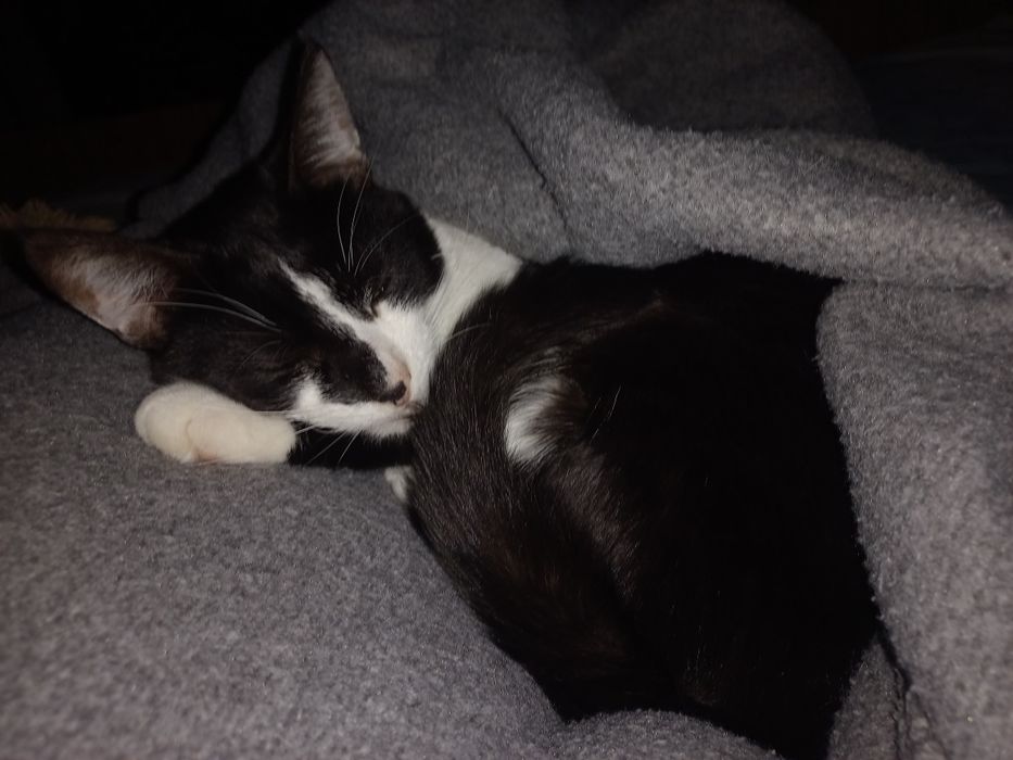 Загубився КІТ!!!