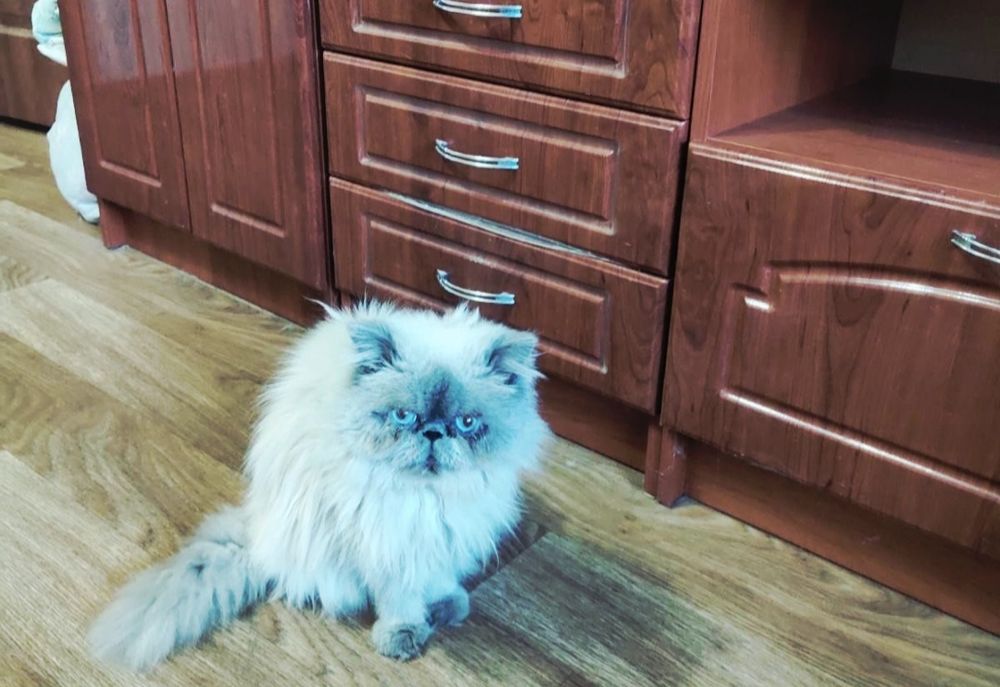 Перс экстремал ищет дом