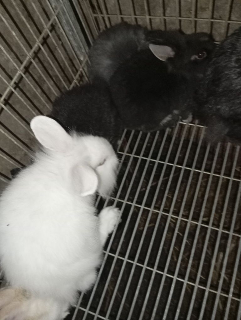 Vendo Coelhos anões