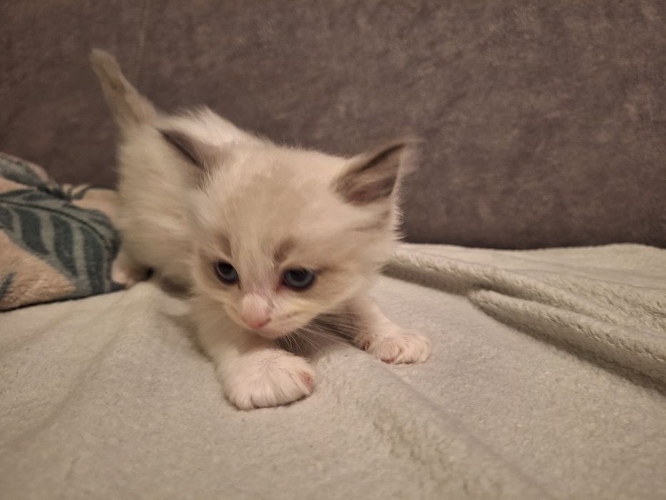 Ragdoll chłopczyk blue bicolor