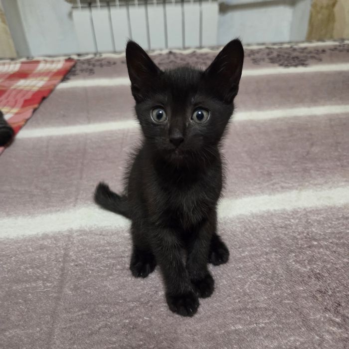Котёнок, мальчик, 1.5 мес, очень нужен дом и любящий человек