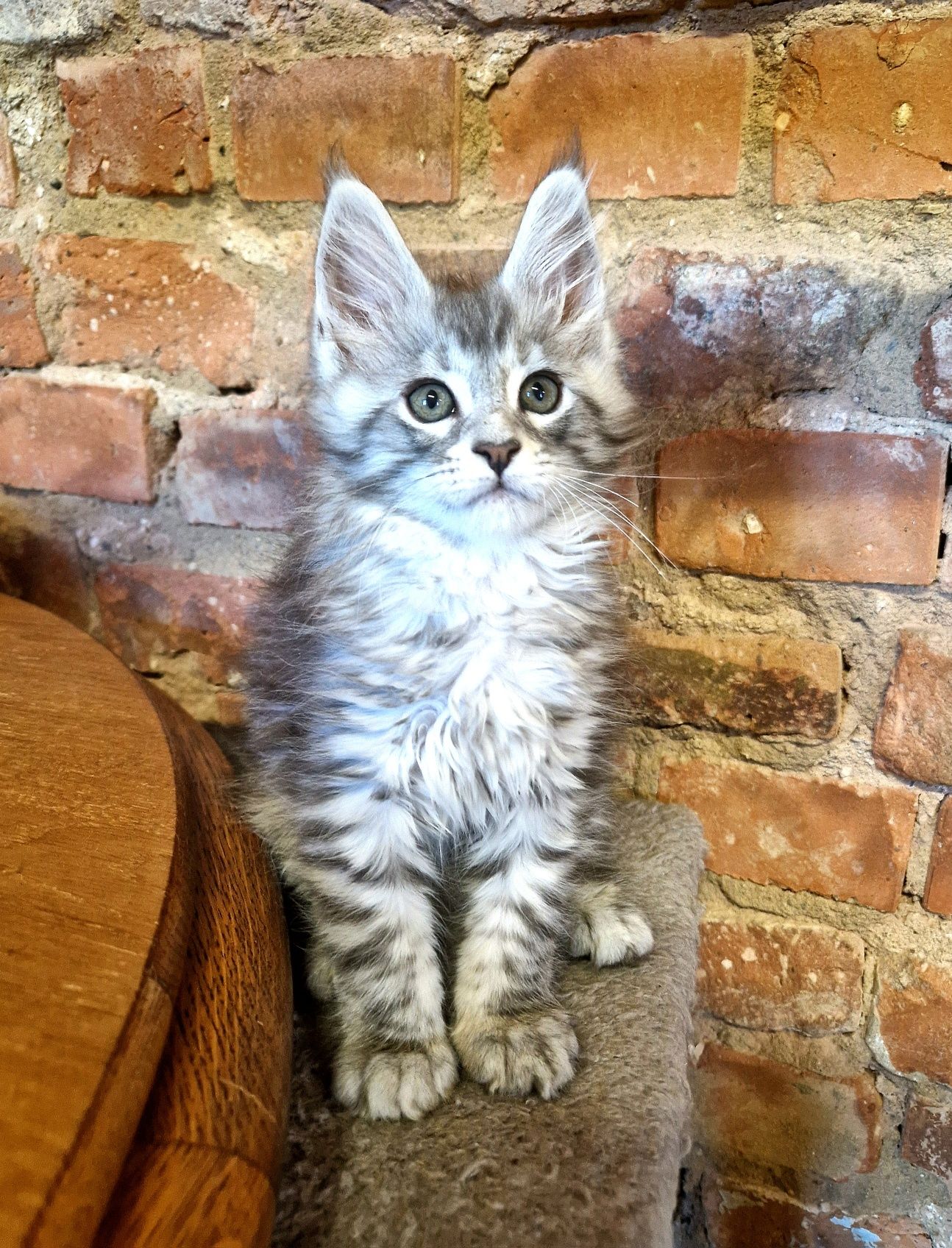 Rezerwacja Maine Coon, rodowód FPL