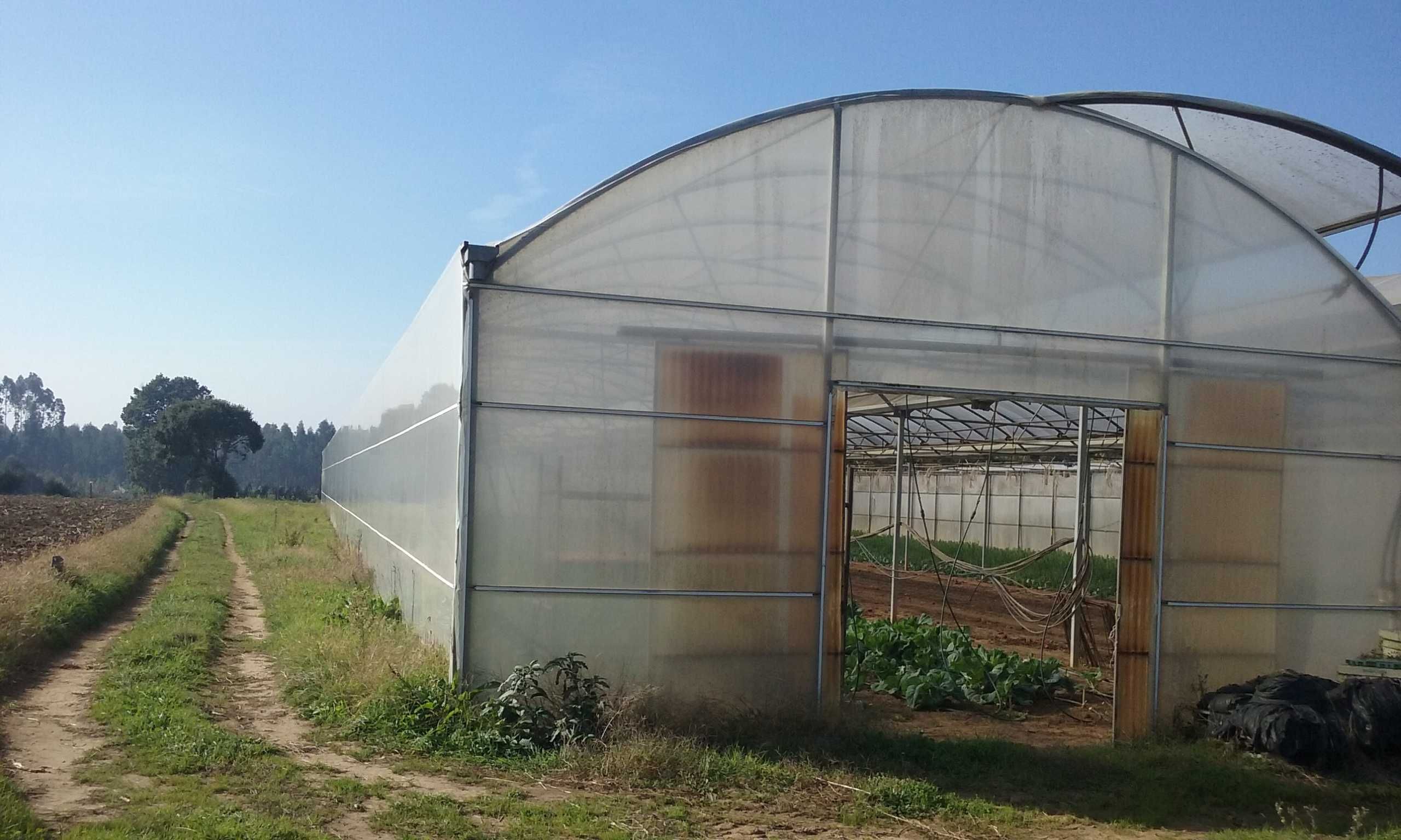 Estufas retas para horticultura / adaptação para abrigo de bovinos