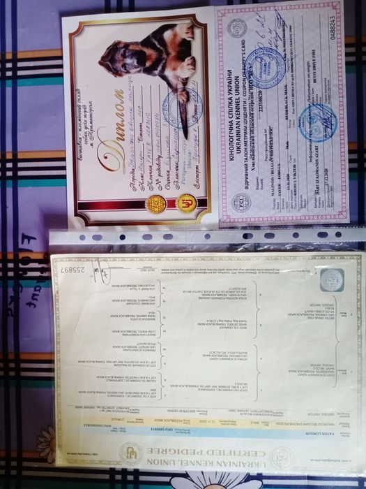 Вязка бельгийской овчарки