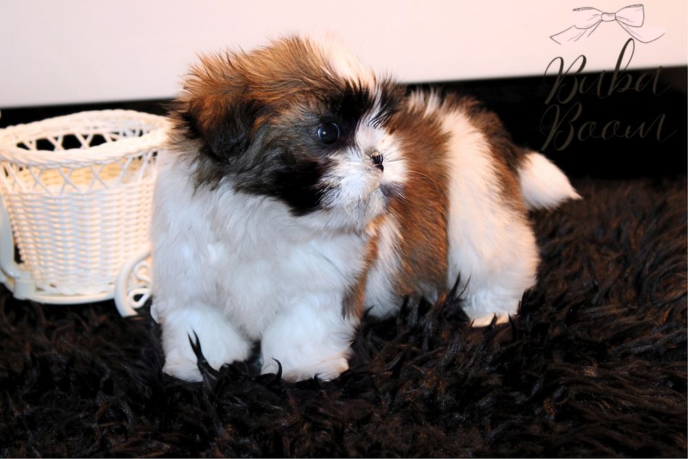 Teo- mini shihtzu rodowodowy gotowy do odbioru!