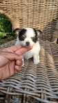 Chihuahua pelo longo top