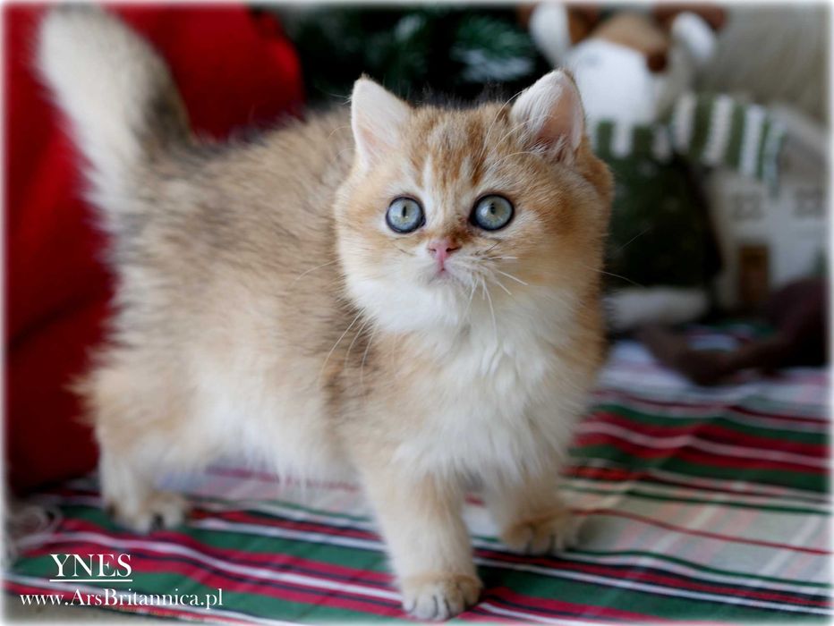 Ynes złota kotka brytyjska BRI ny 11 po Championce słodka jak laleczka