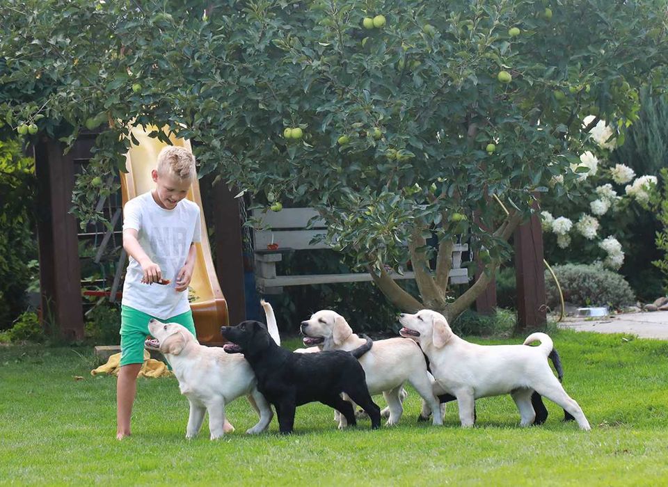 Шикарные щенки лабрадора ретривера питомник