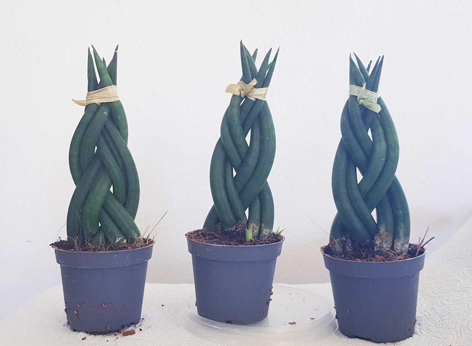 Sansewieria warkocz Sansevieria cylindrica Braided