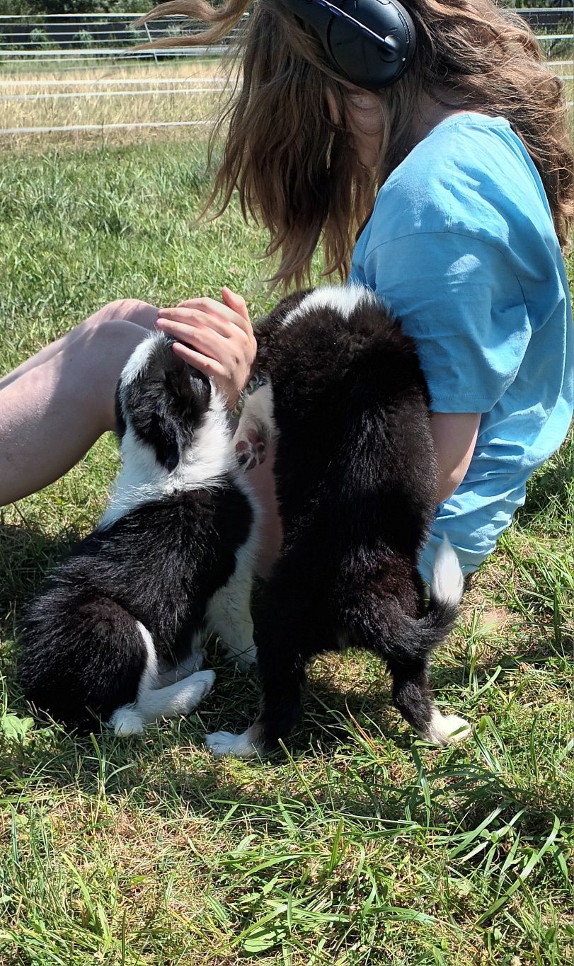 Border Collie śliczne pieski