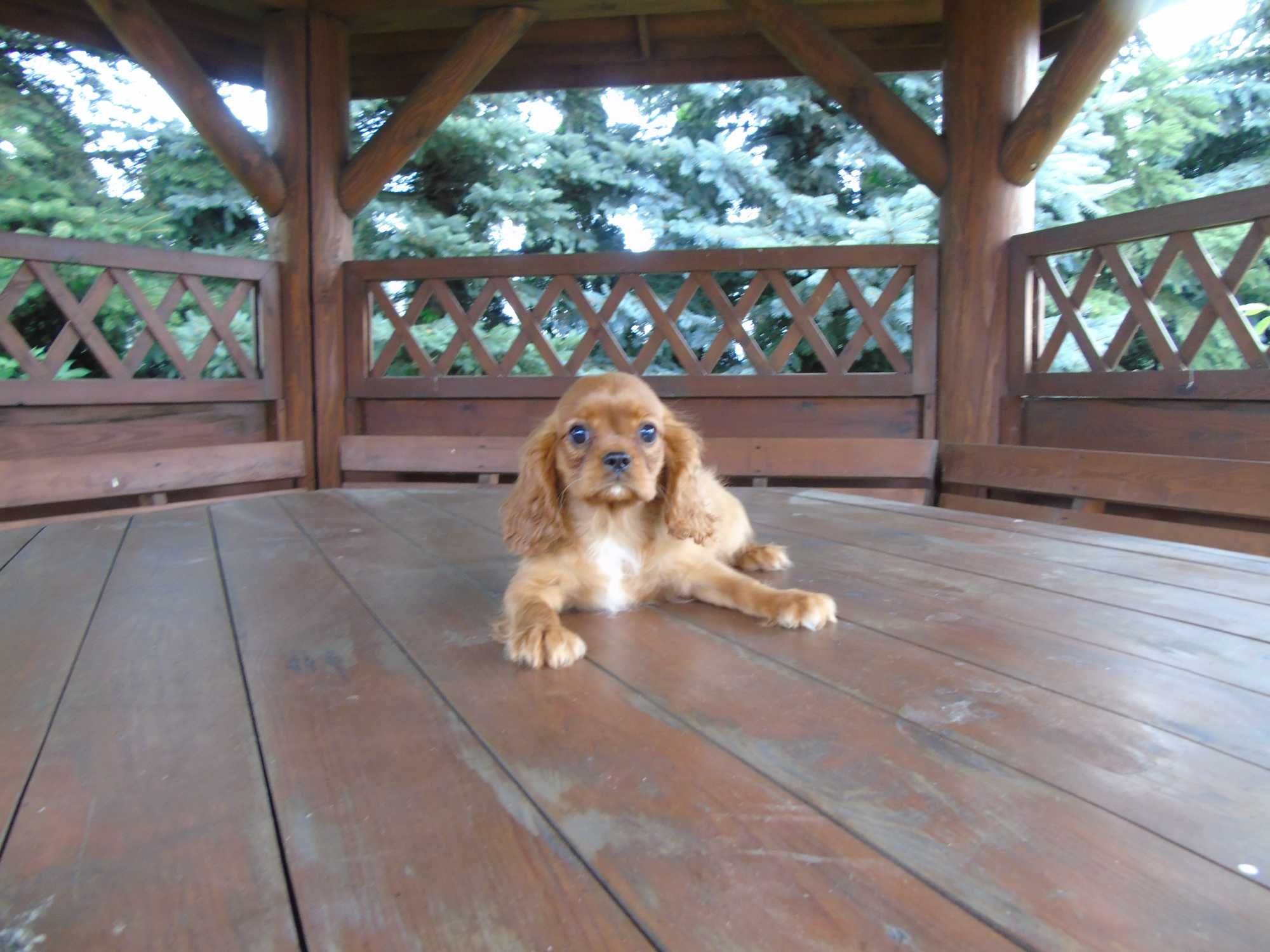 Cavalier King Charles Spaniel chłopiec