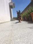 Cachorra de raça Pastor Alemão