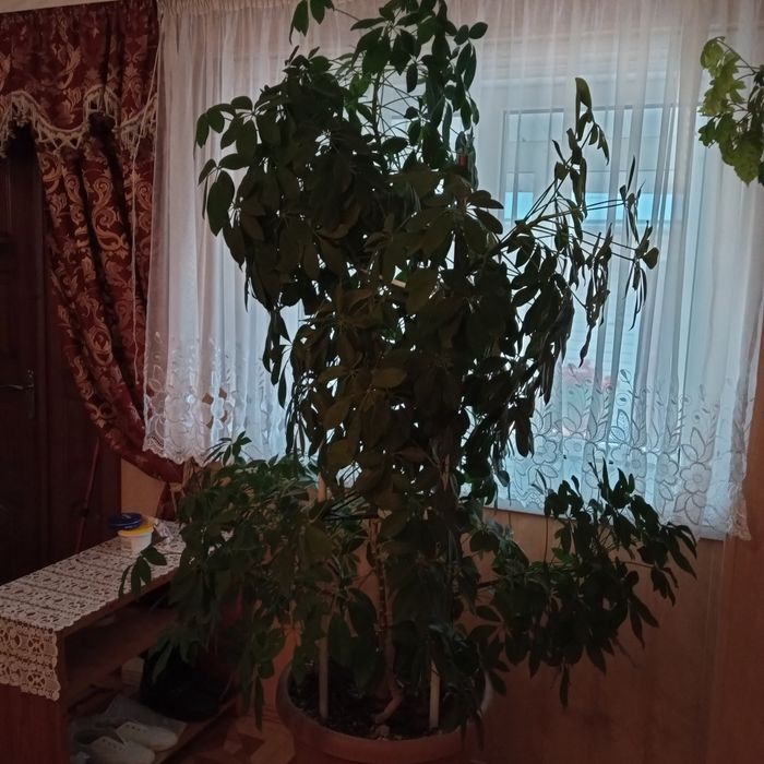 Продам великий,високий вазон Шефлери
