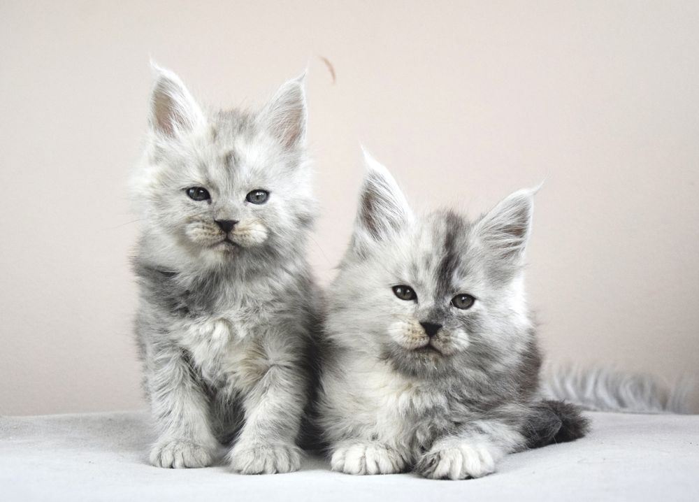Hodowla maine coon, FPL/ FIFe