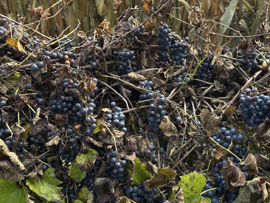 Winogron do zerwania 300l